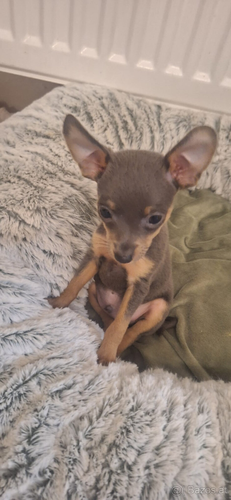 Süßer Reinrassiger Zucht Prager Rattler zu vergeben - 2