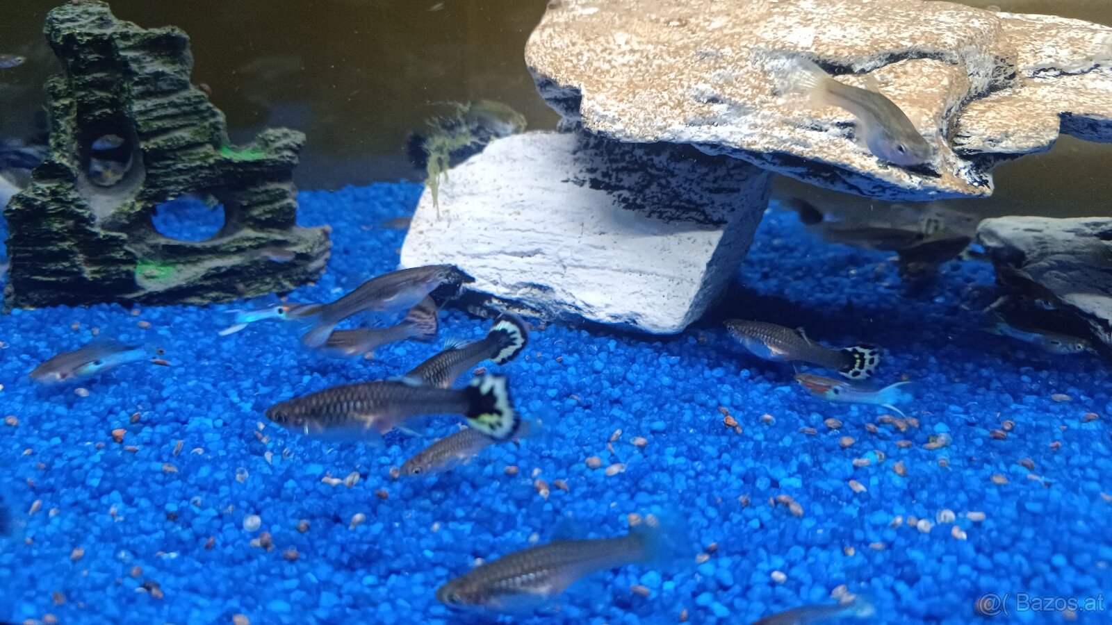 Guppy, Molly - 2