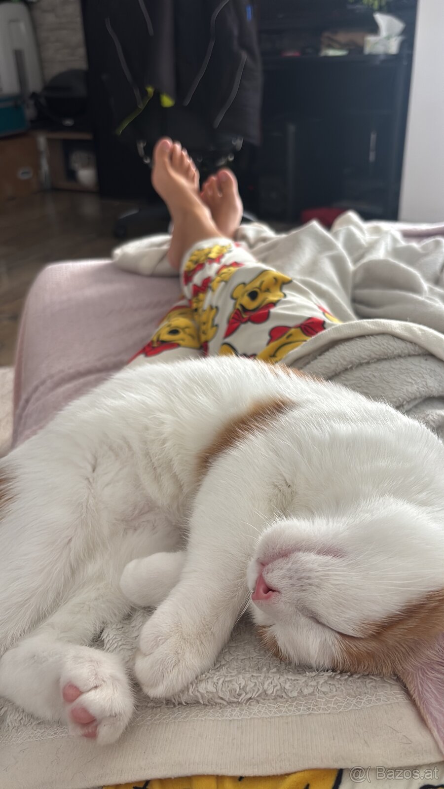 Katzenmädchen zu vergeben - 2