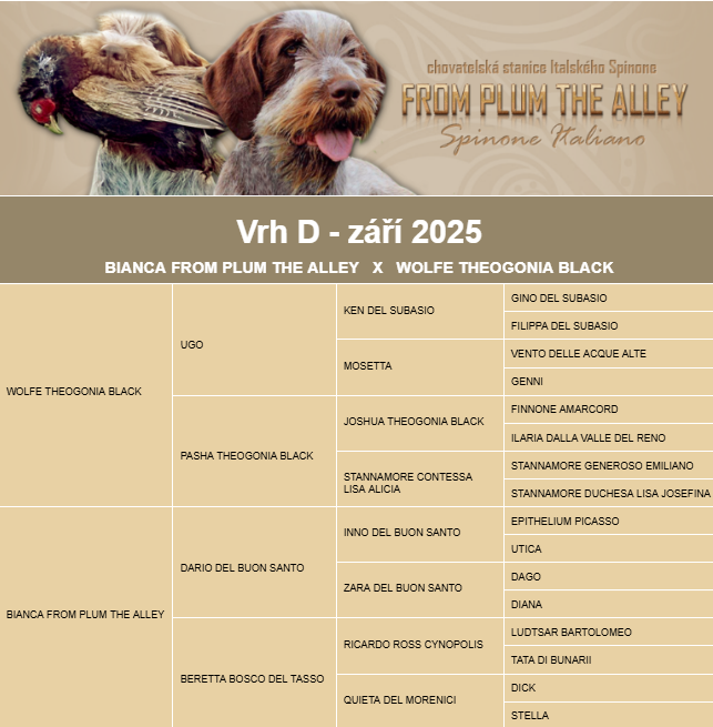 Spinone italiano - 2