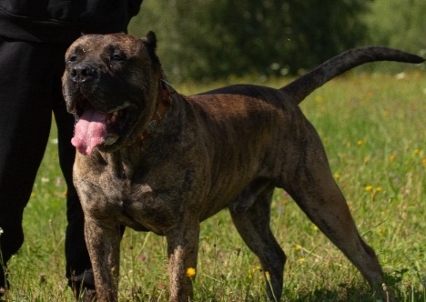Presa Canario - 2