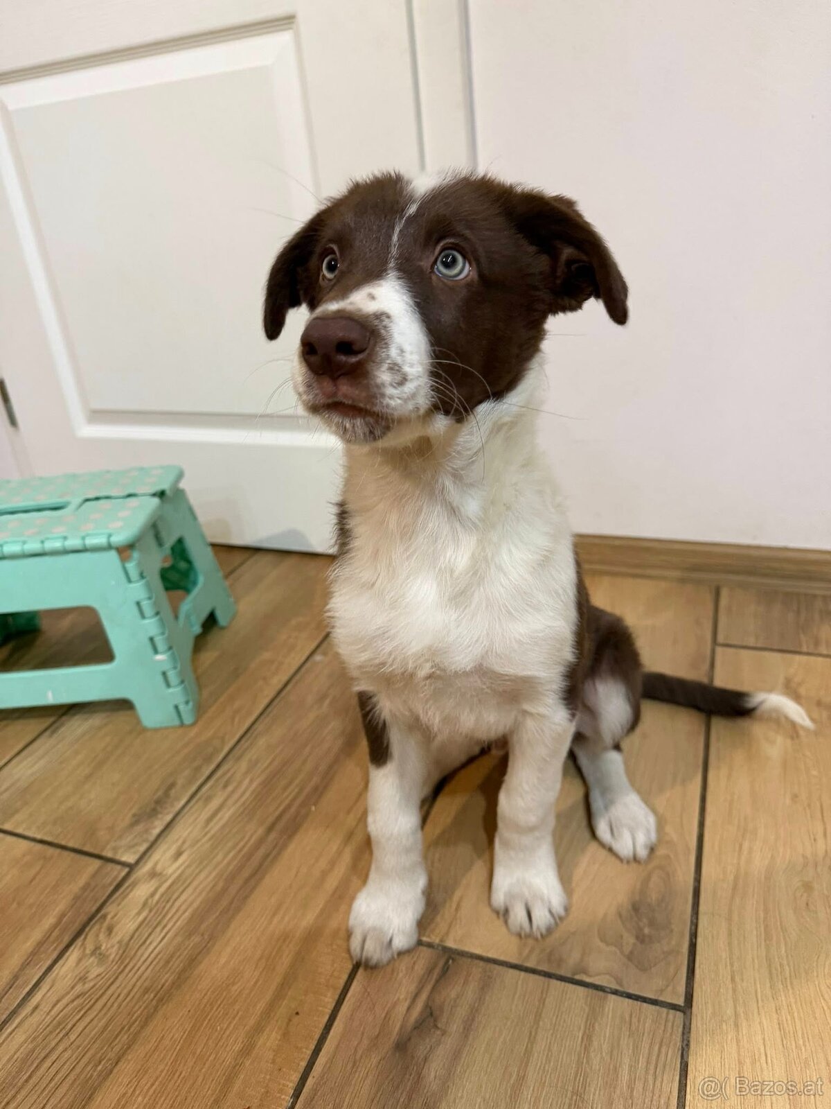 Beautiful Border Collie Puppy Ready to Join Your Family - 2