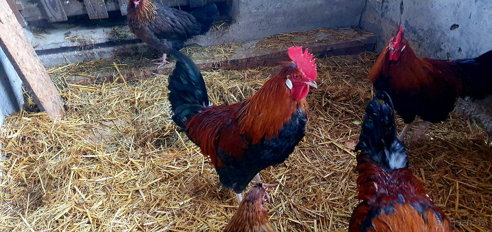 1 Sulmtaler und 2 Altsteirer Hähne - 2