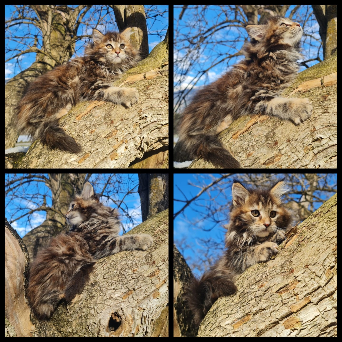 Maine Coon Kitten suchen Herzensplätze - 2