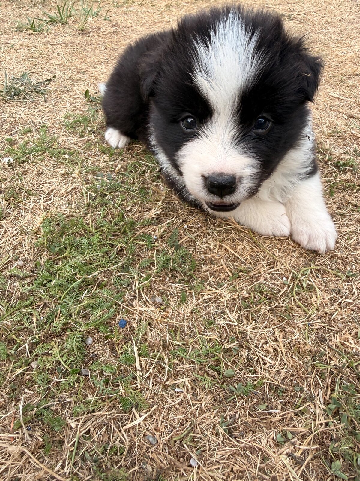 Border collie - 2