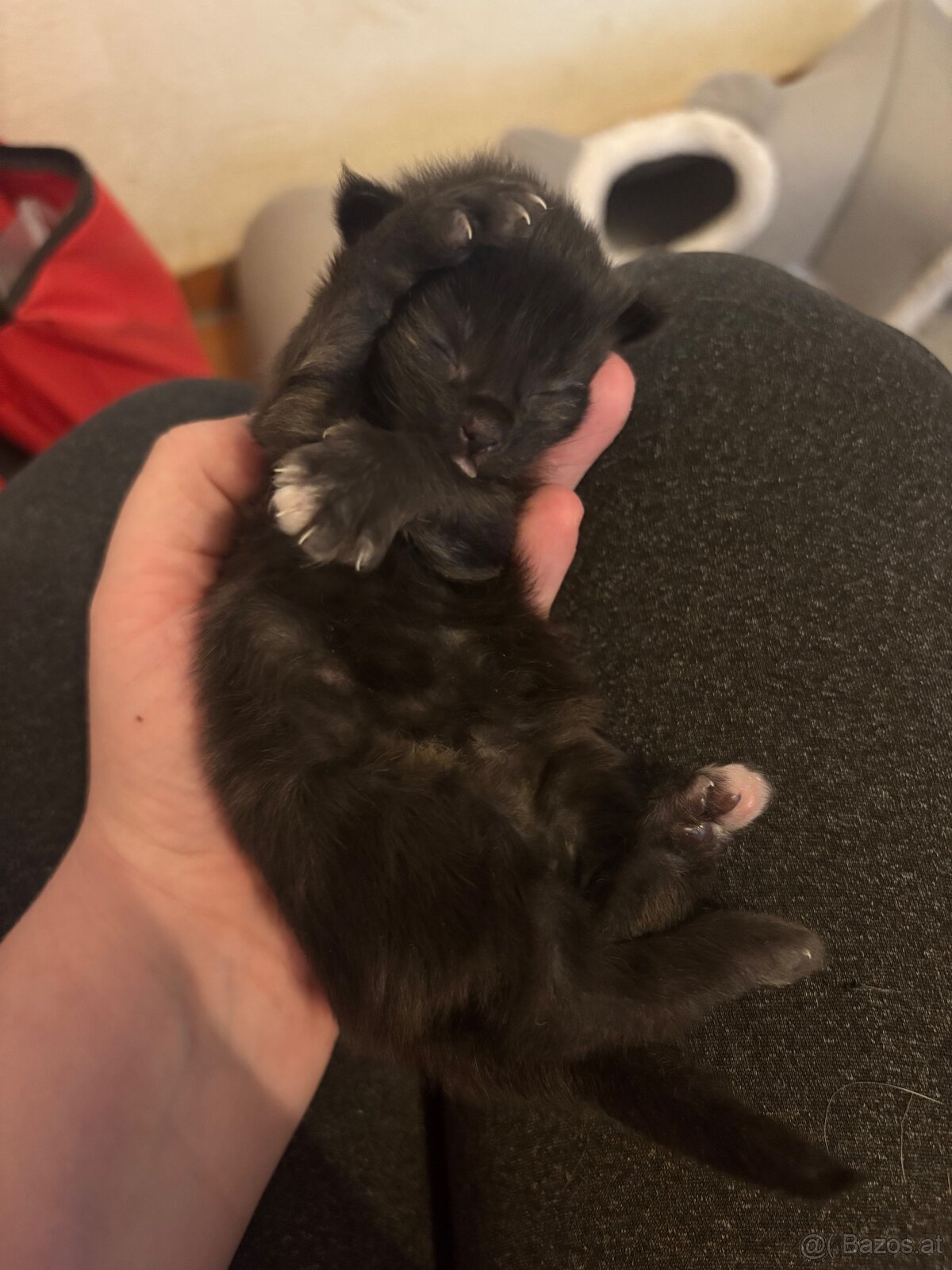 3 Maine Coon Mädels Abgabe ab 09.01.2026 - 2