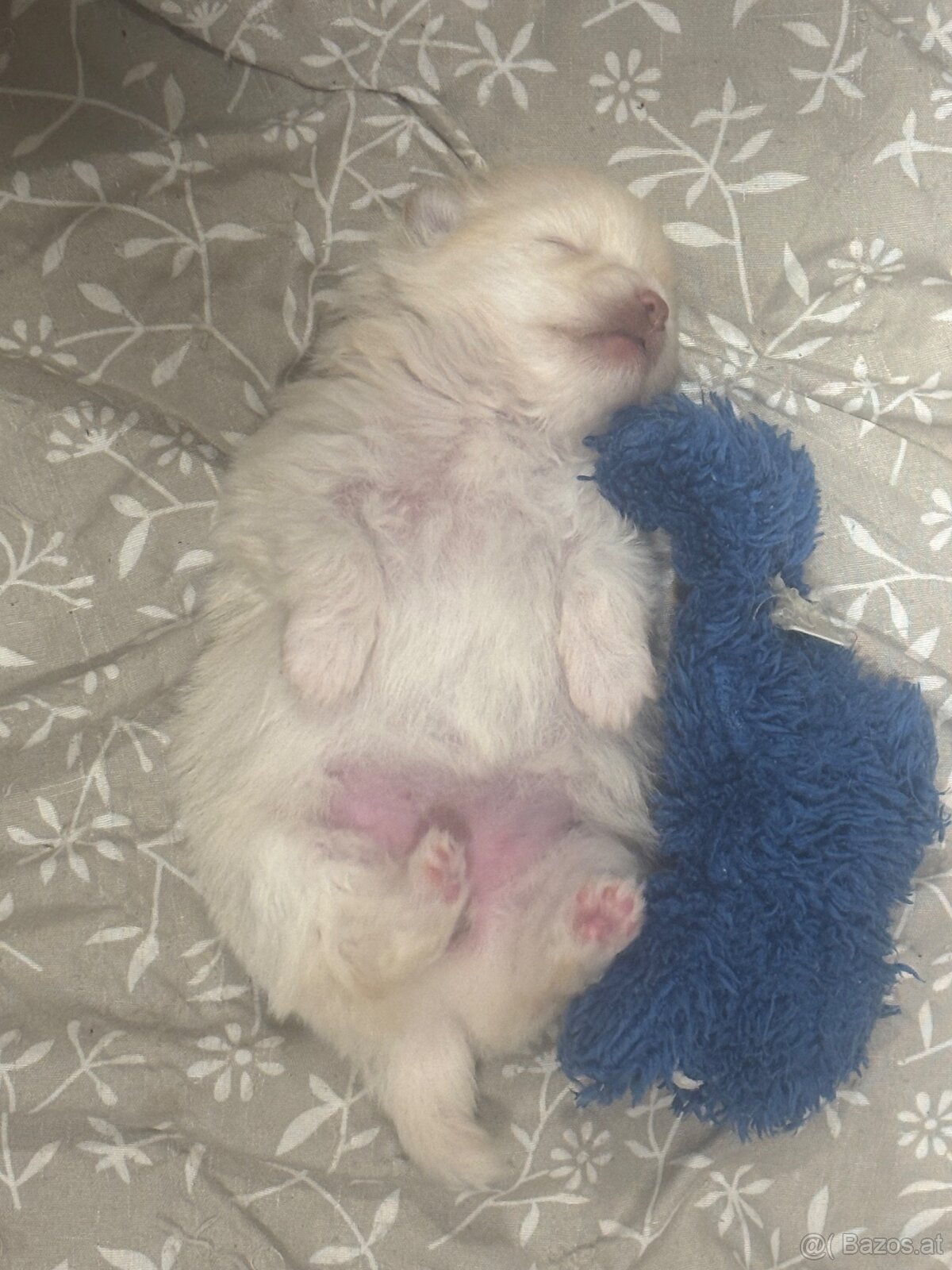 Pomeranian ( Zwergspitz Welpen ) - 2