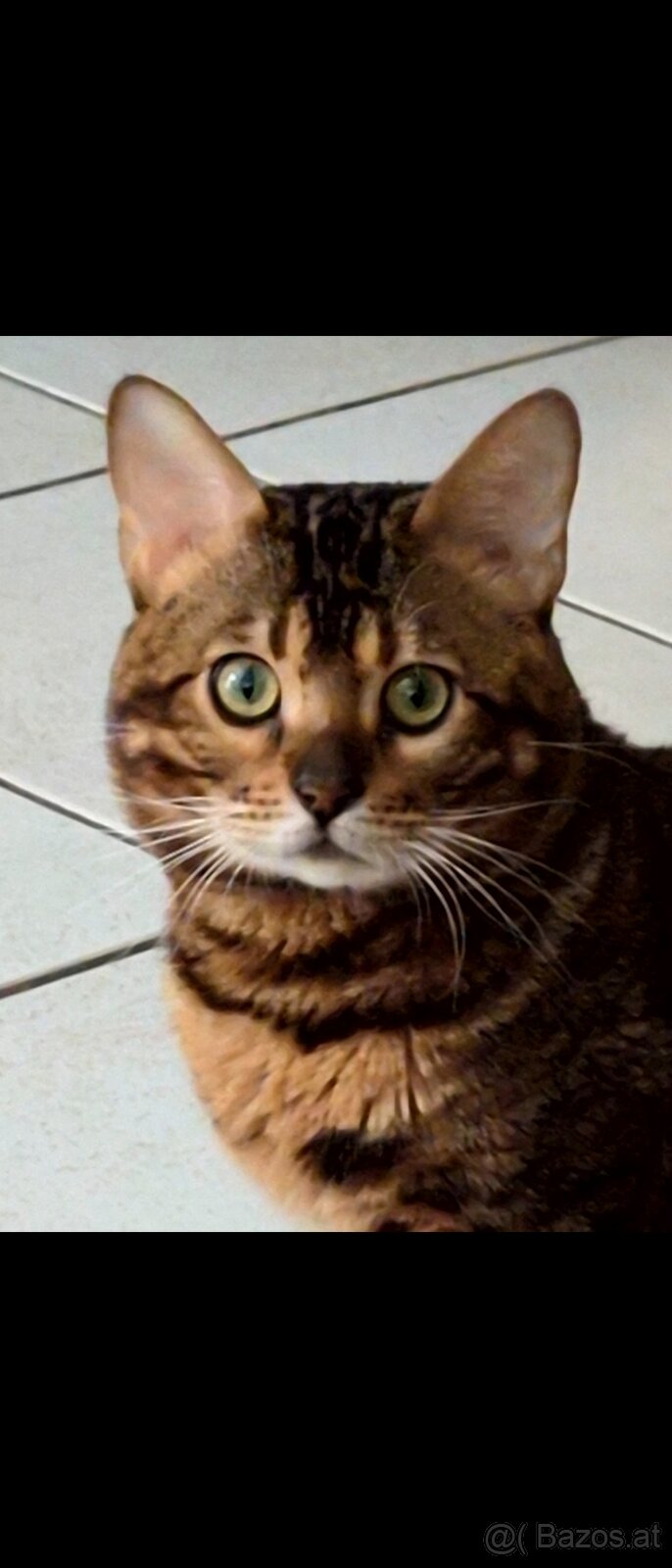 Bengalkater 2.5 Jahre alt Notfall - 2