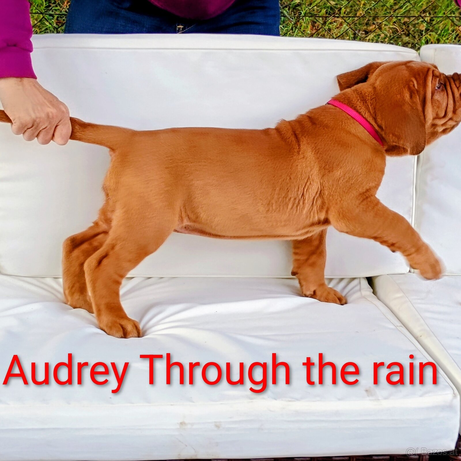 Dogue de Bordeaux, French Mastiff - 2