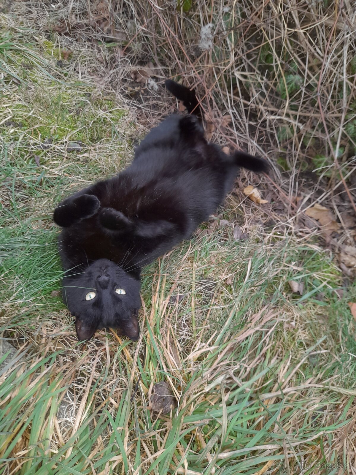 Kater Freigänger - 2