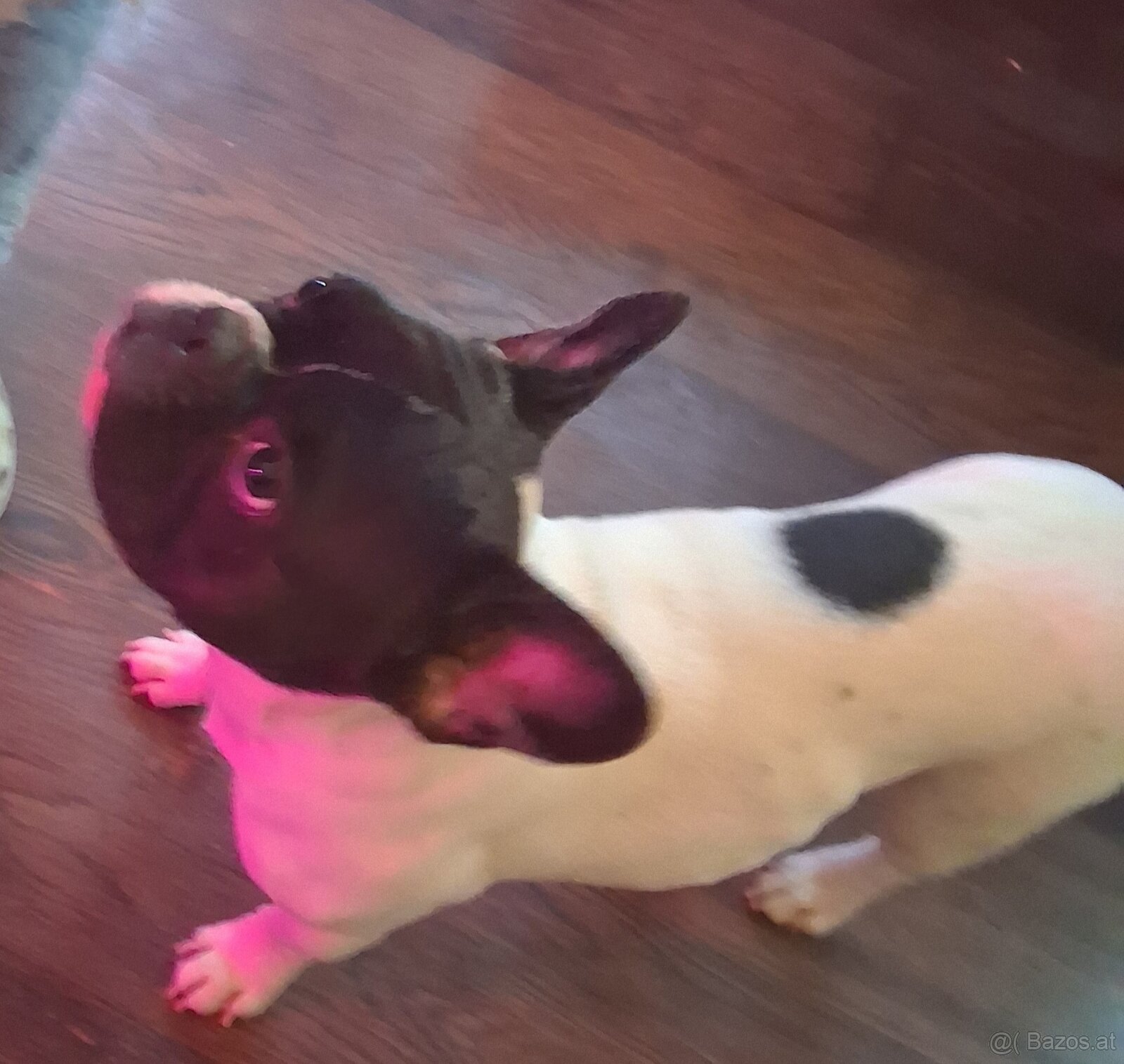 Französische Bulldogge ella - 2