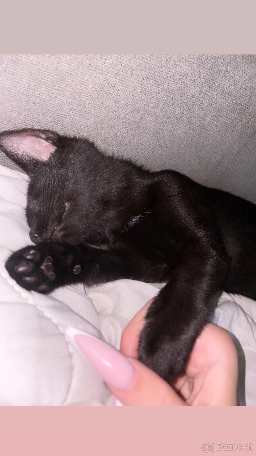 Baby Katze Angel - 2