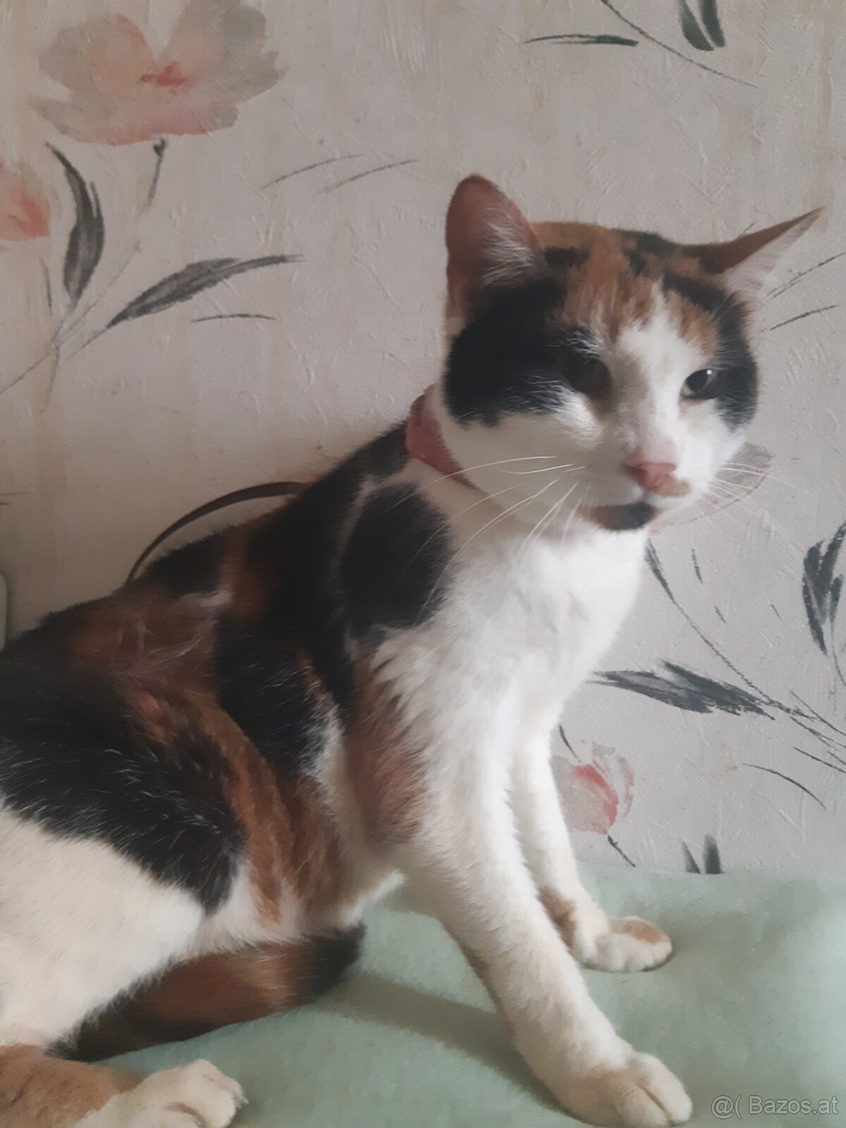 KATZEN FREUNDE AUFGEPASST - 2