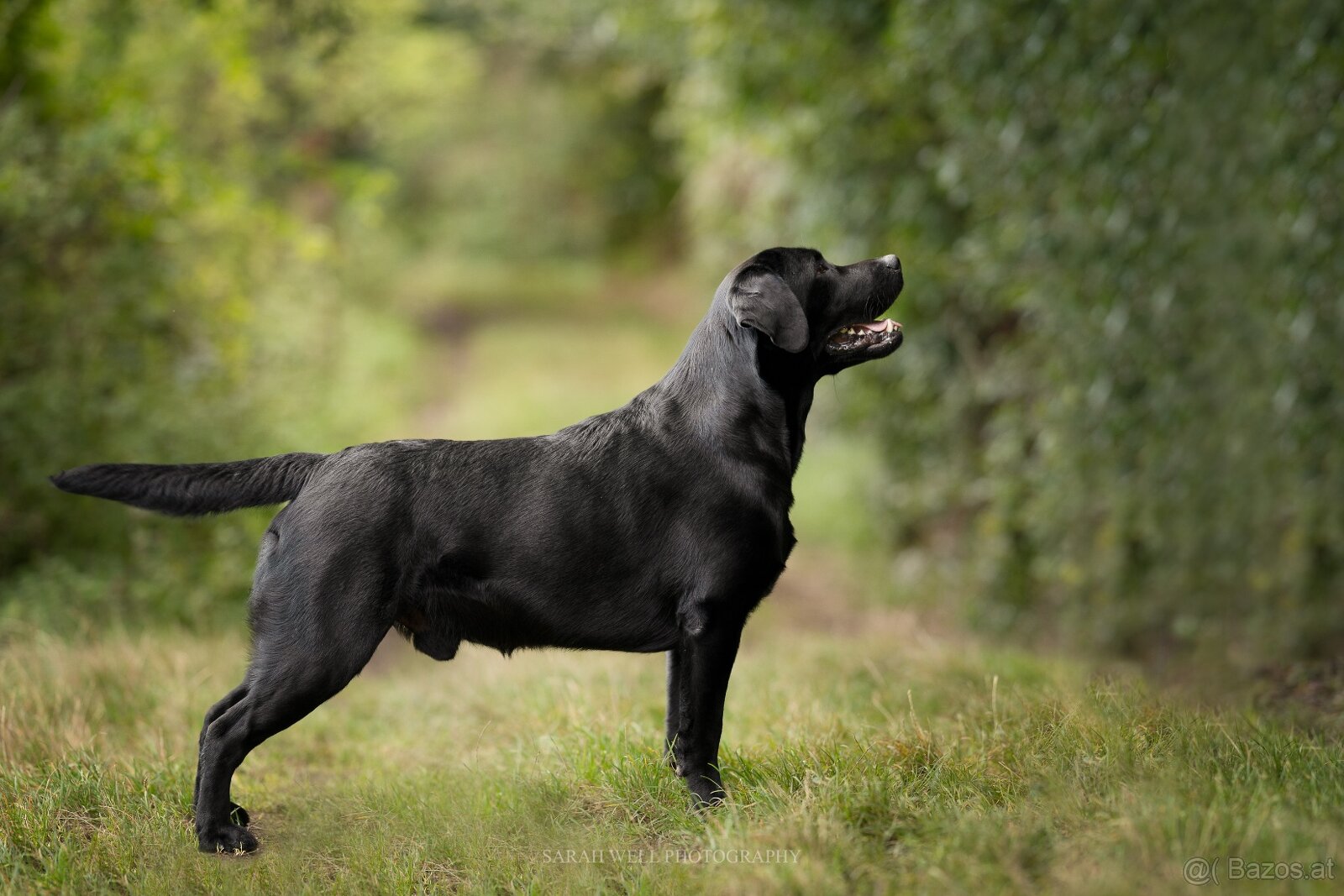 Labrador Deckrüde mit FCI Ahnentafel - 2