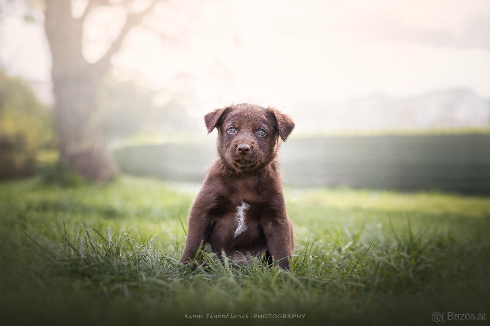 Australian Kelpie w Pedigree - 2
