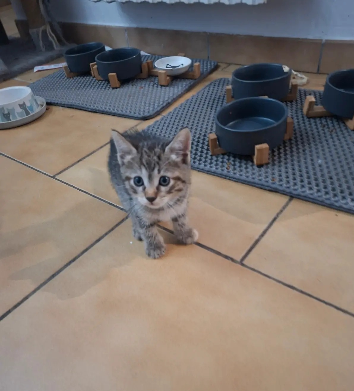 Kitten - 2