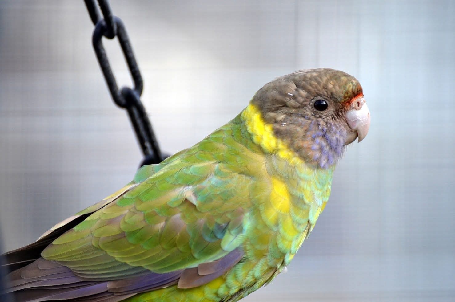 Kauf RINGSITTICH - 2