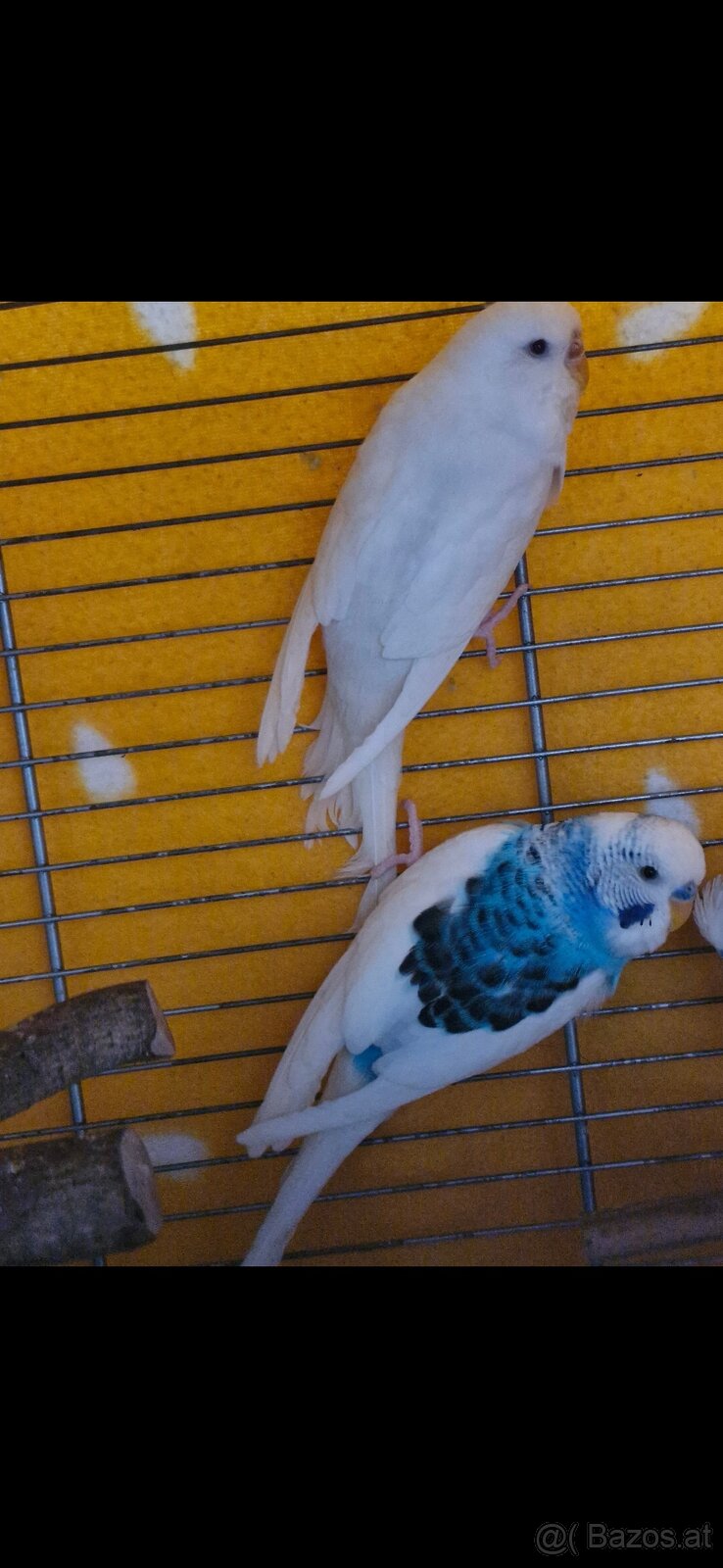Wellensittich - 2