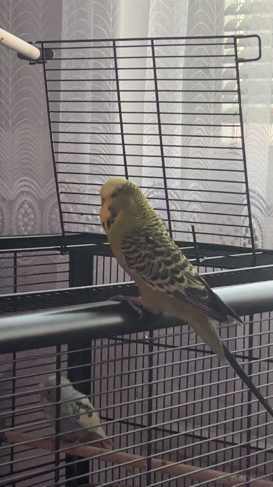 Wellensittiche + käfig - 2