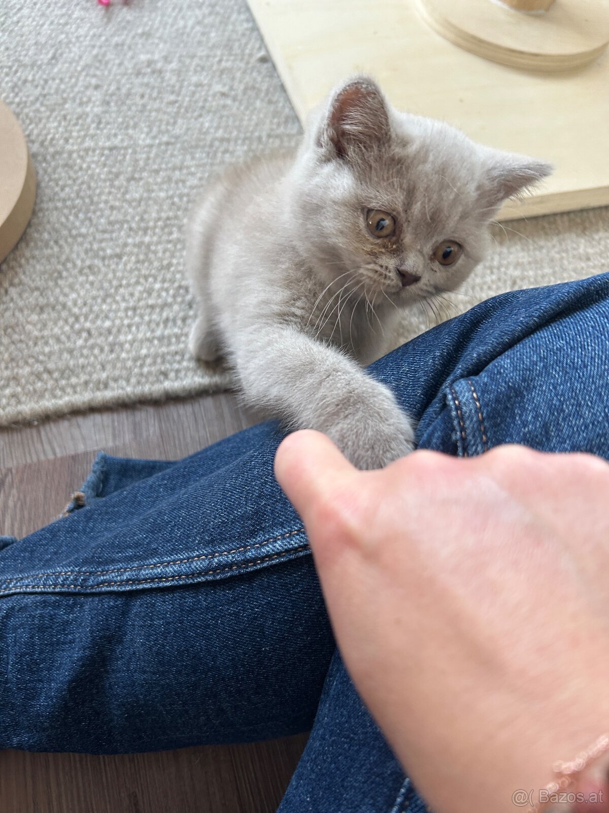 BKH Kitten - 2