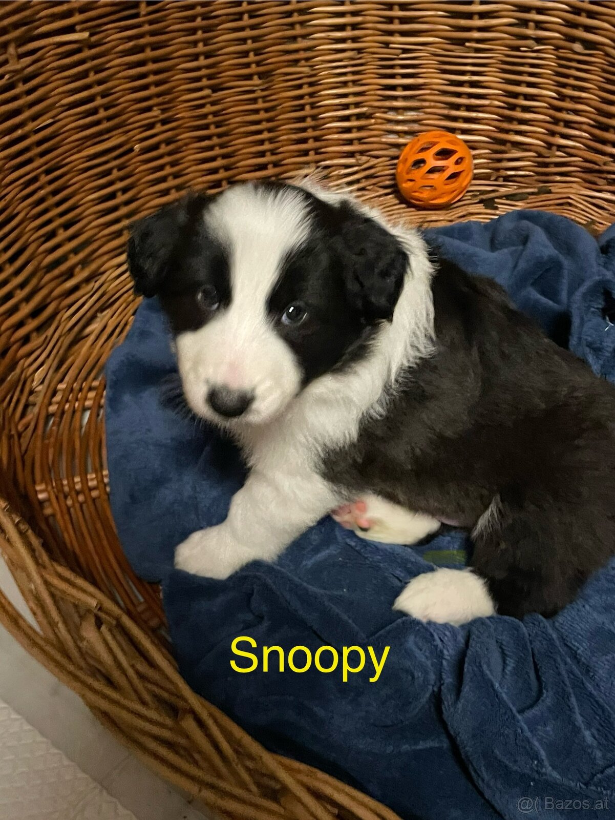 Border Colie/ Colie Welpen - 2