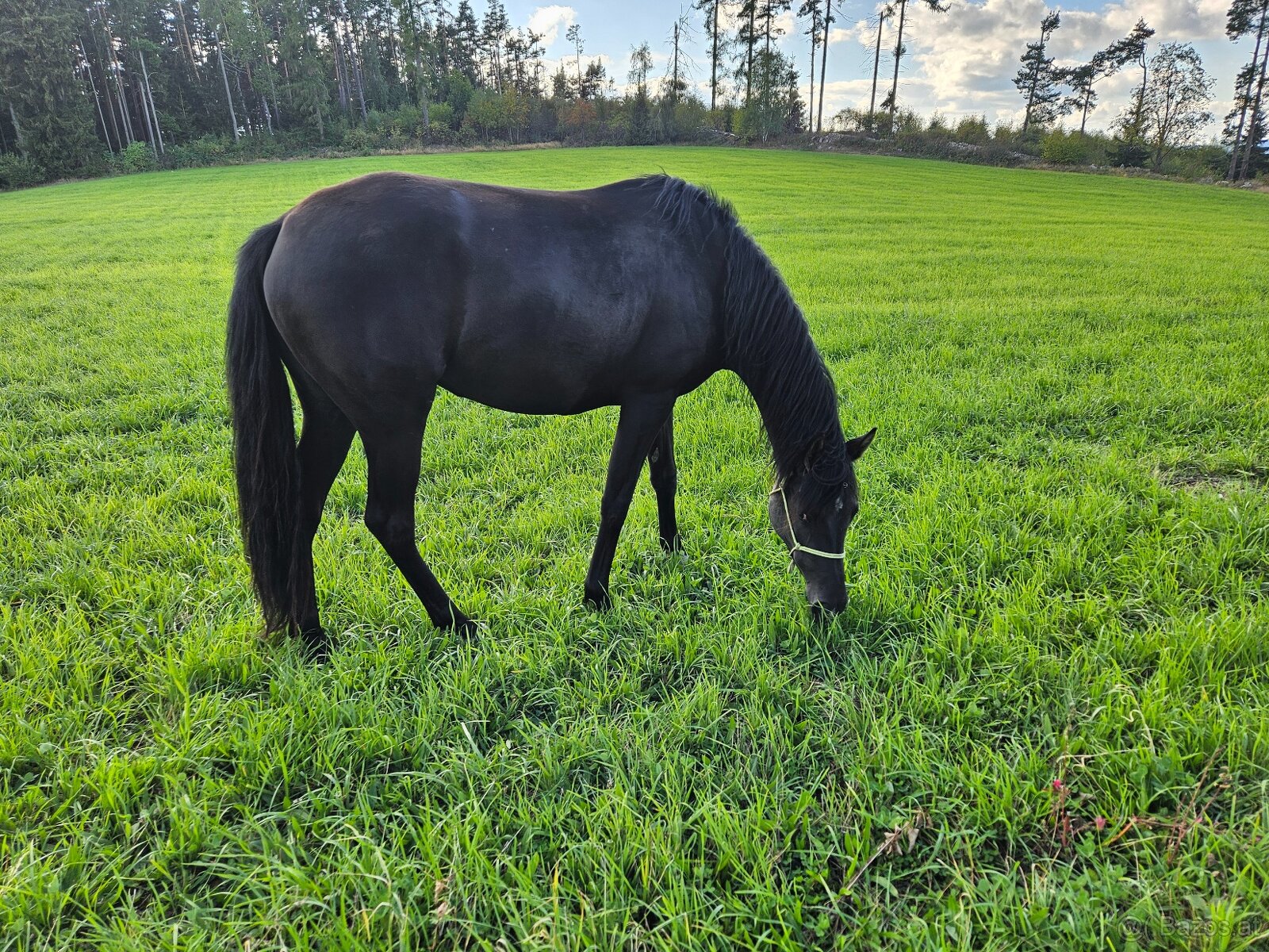 American paint horse - 2