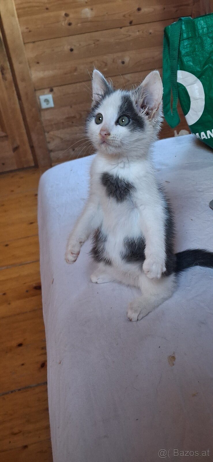 Süsse (langhaar) katzenbabys suchen liebevolles zuhause - 2