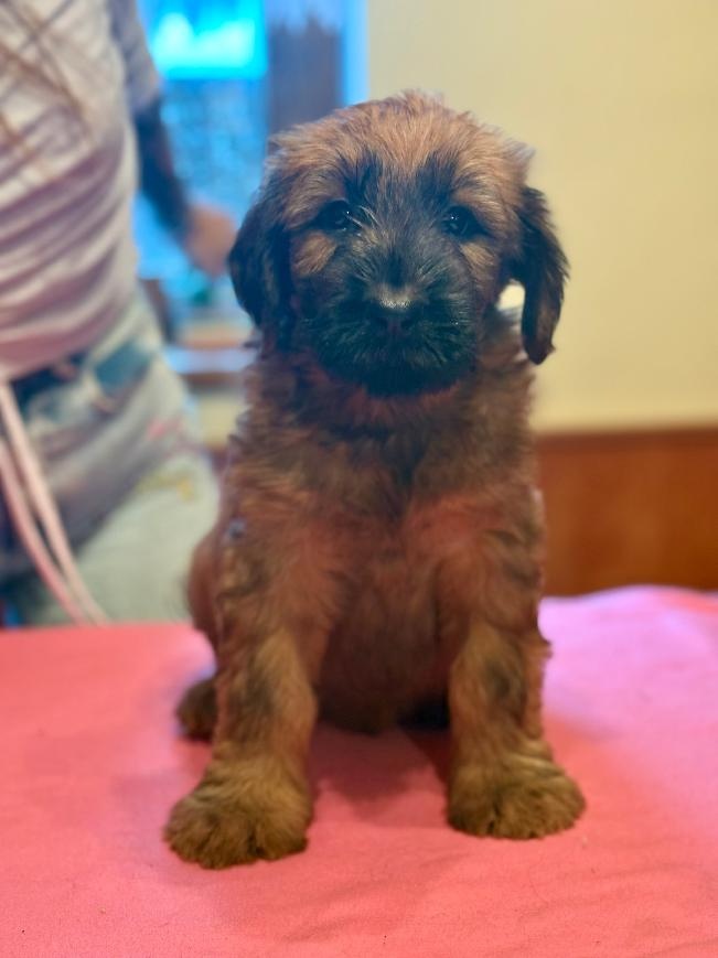 Briard welpen - 2