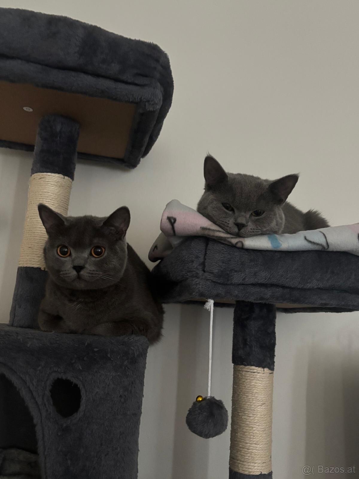 2 Britisch Kurzhaar Katzen (9 und 12 Monate) nur gemeinsam - 2