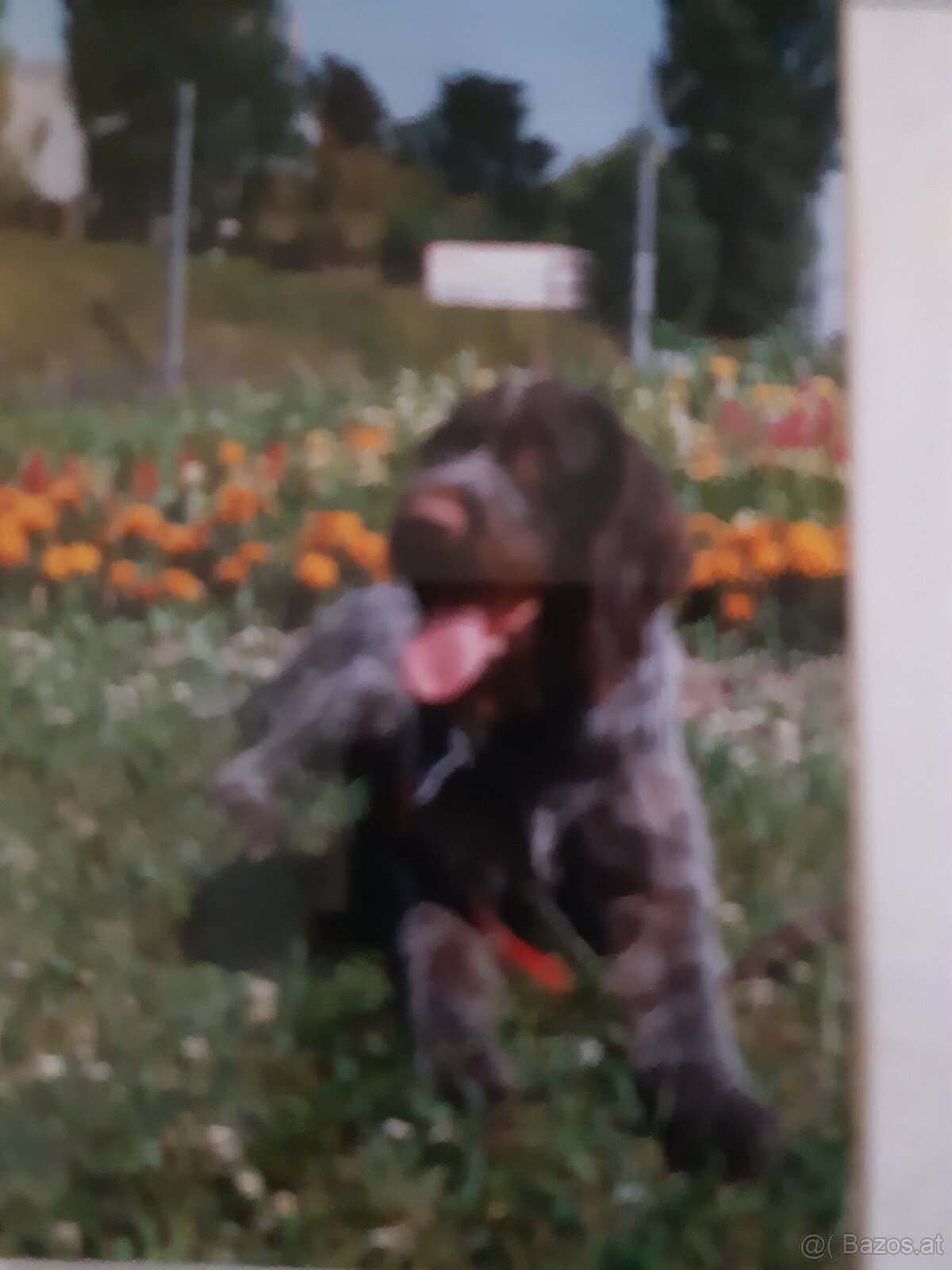 SUCHE DEUTSCH DRAHTHAAR RÜDE - 2