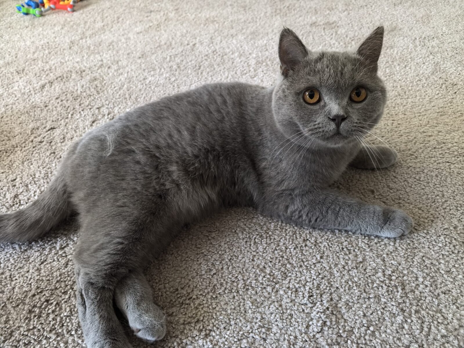 2 BKH Kater - Notfallabgabe (Katze) - 2