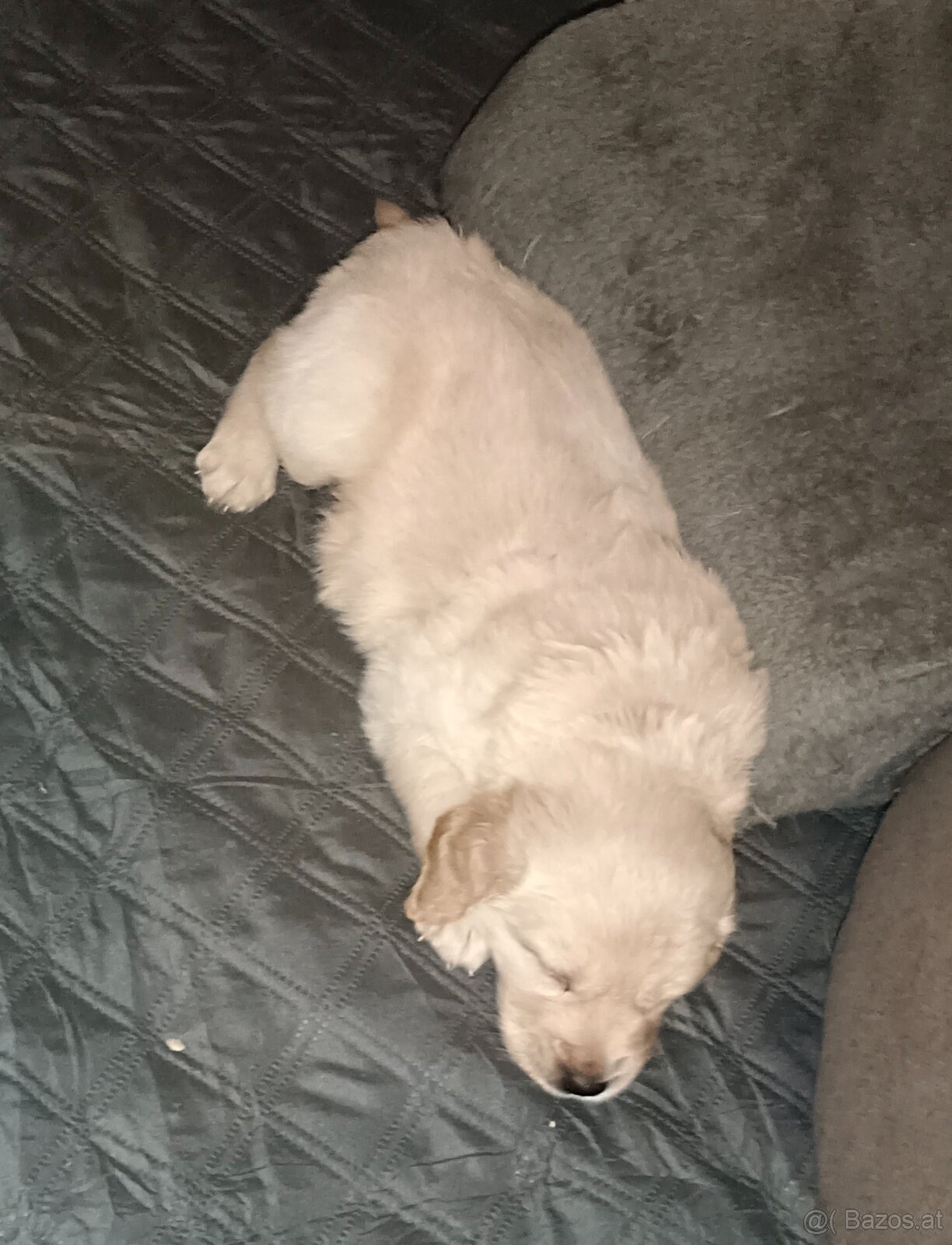 Golden Retriever Welpen - 2