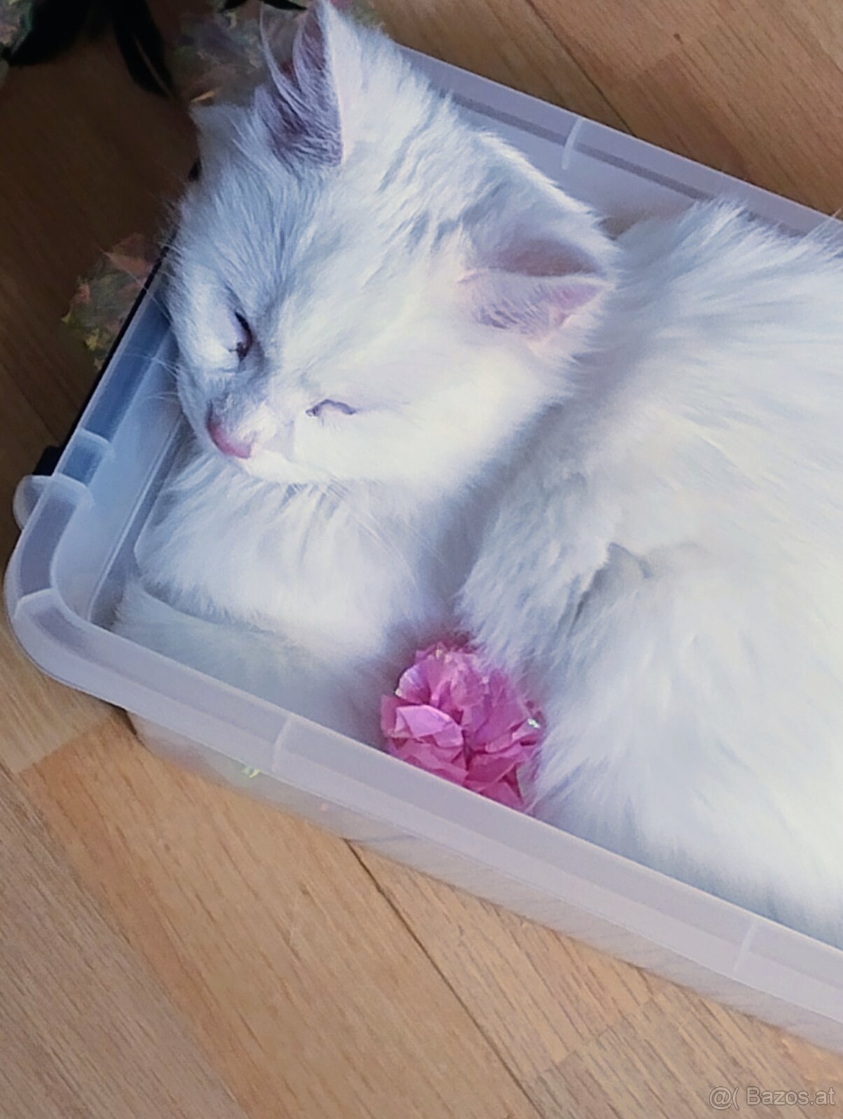 Türkisch Van Kater - zu vergeben - 2