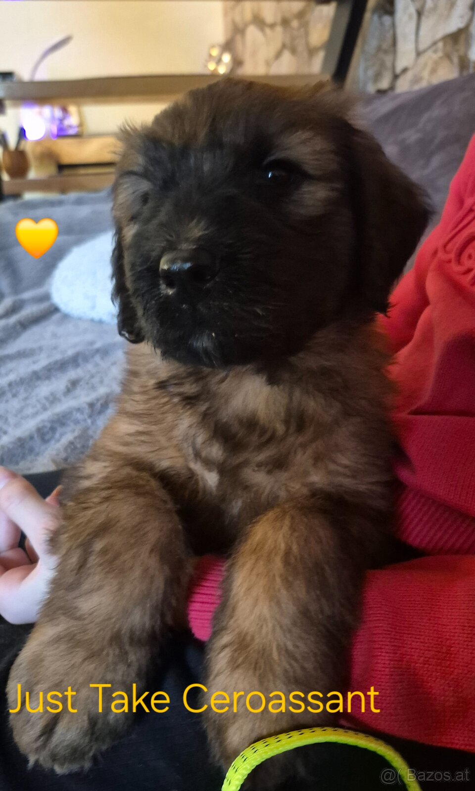 Briard - 2