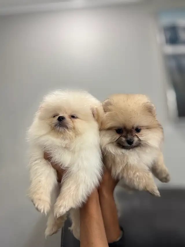 Wunderschöne Zwergspitz-Pomeranian welpen - 2