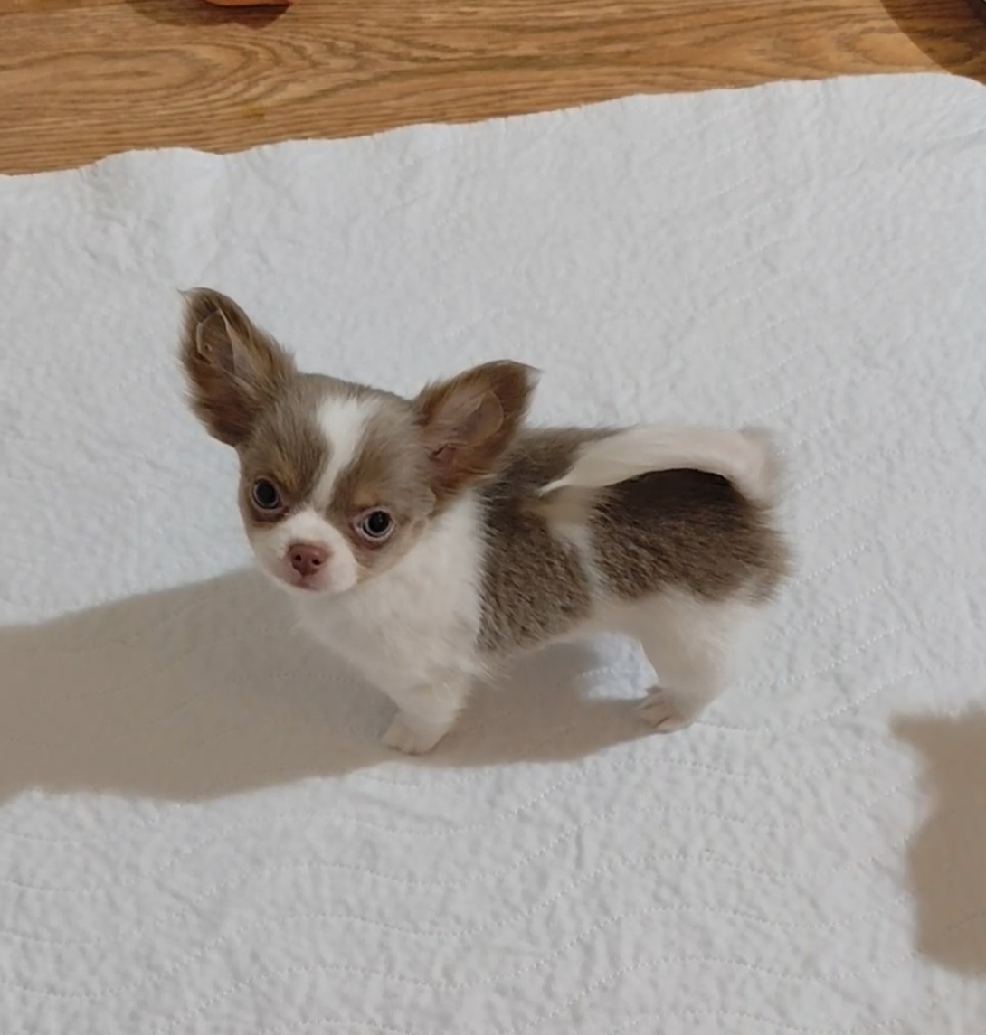 Chihuahua mit einer Ahnentafel FCI - 2