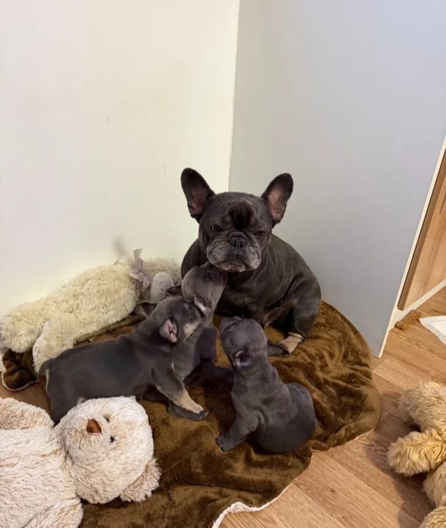 Französische Bulldoggen welpen - 2