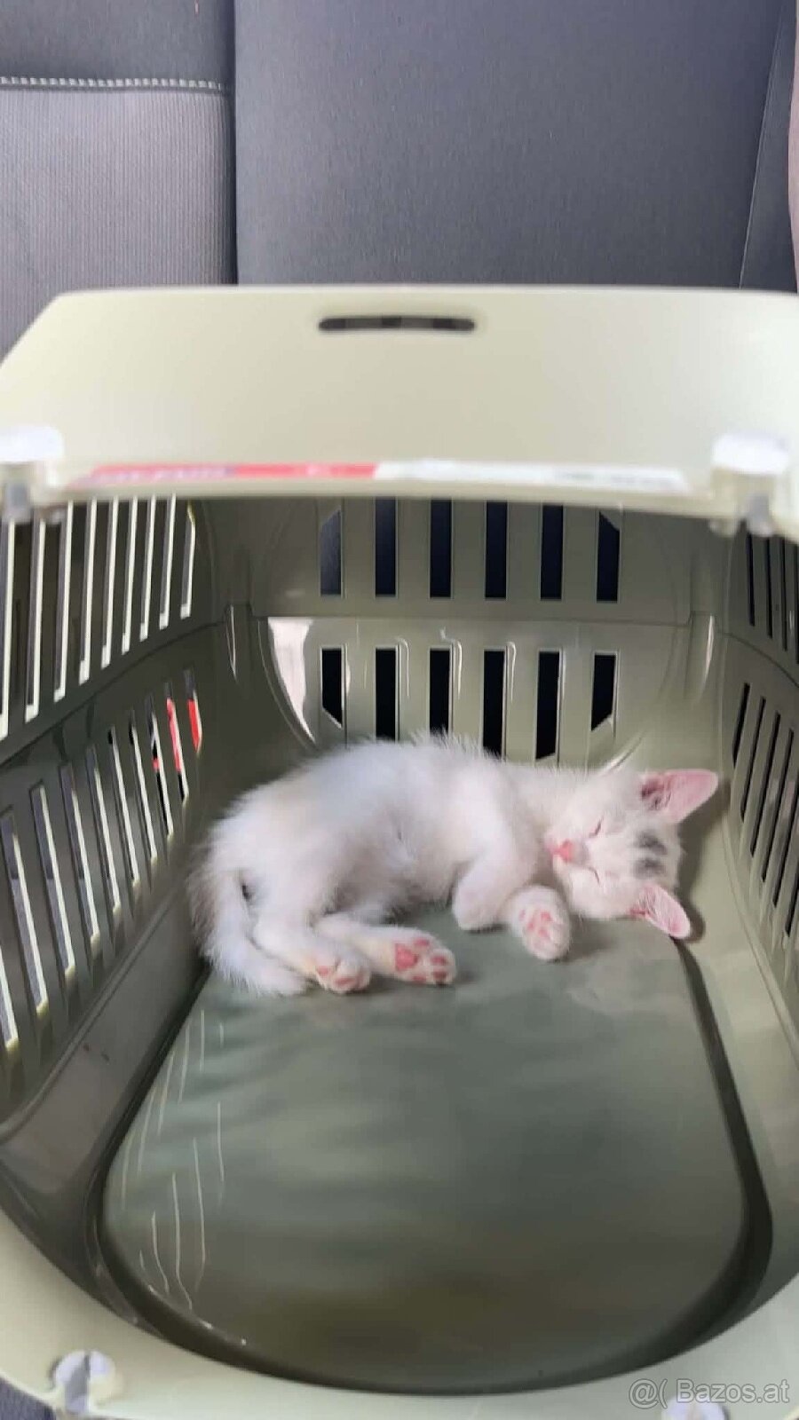 Katzen baby - 2