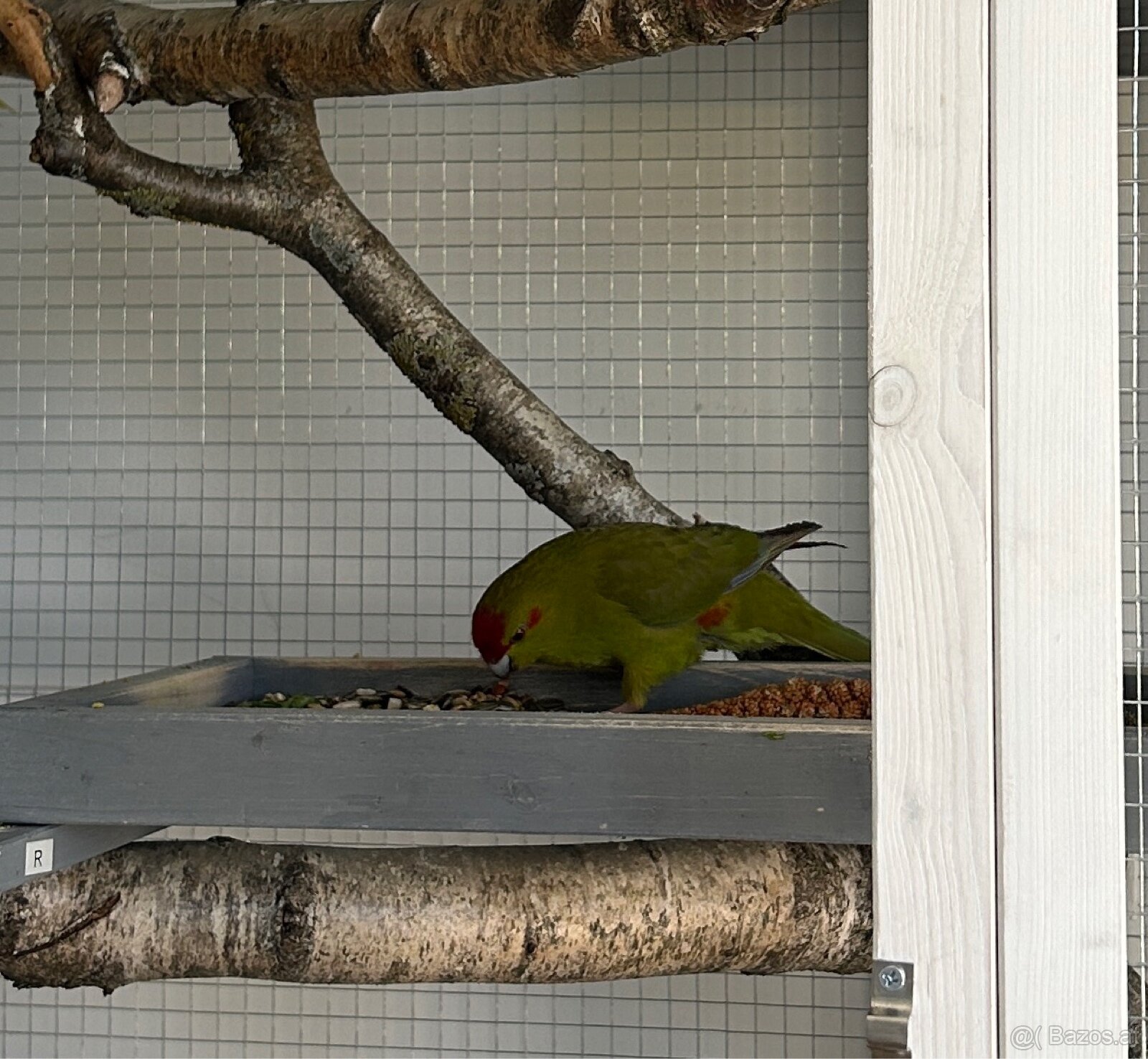 Ziegensittich Paar - 2