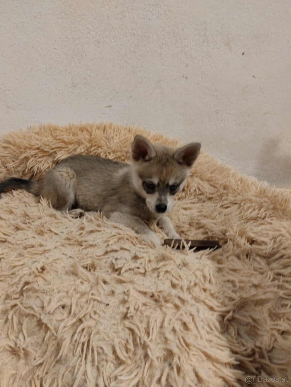 Alaskan Klee Kai (Mini Husky) - 2