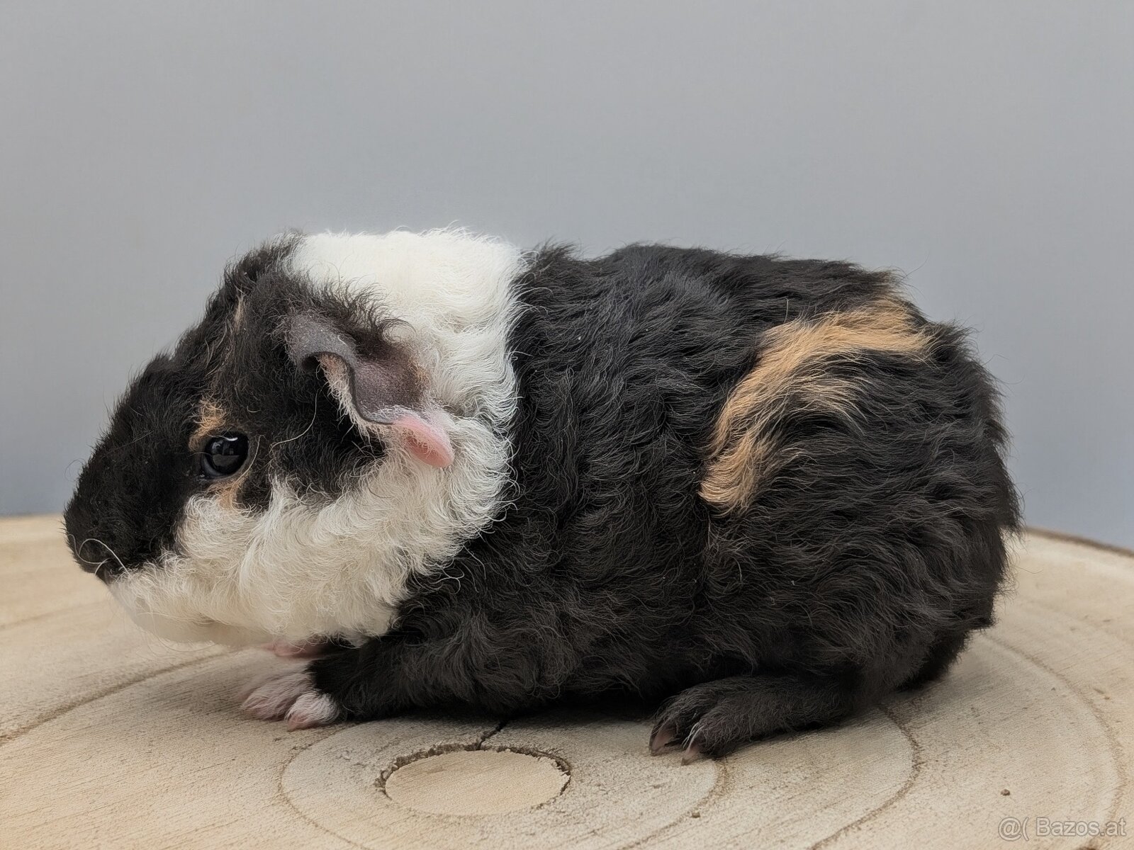 US-TEDDY Meerschweinchen - 2