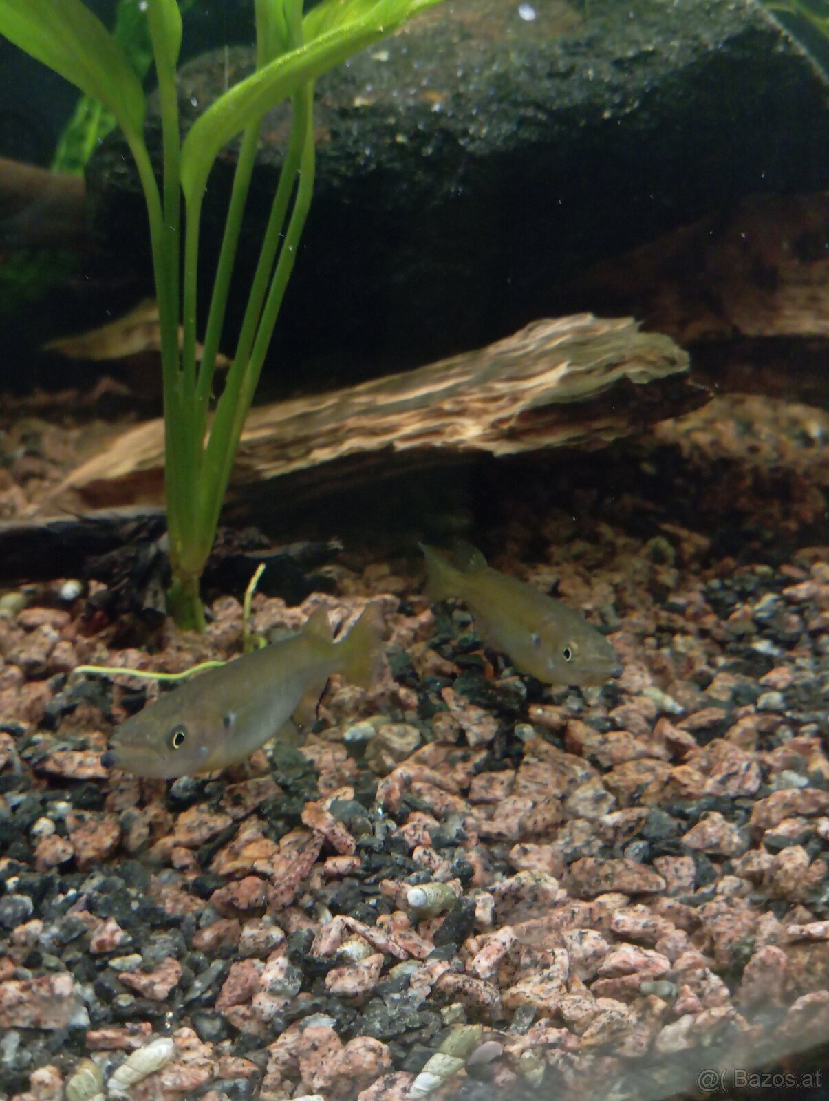 Black poso - Nomorhamphus celebensis - 2