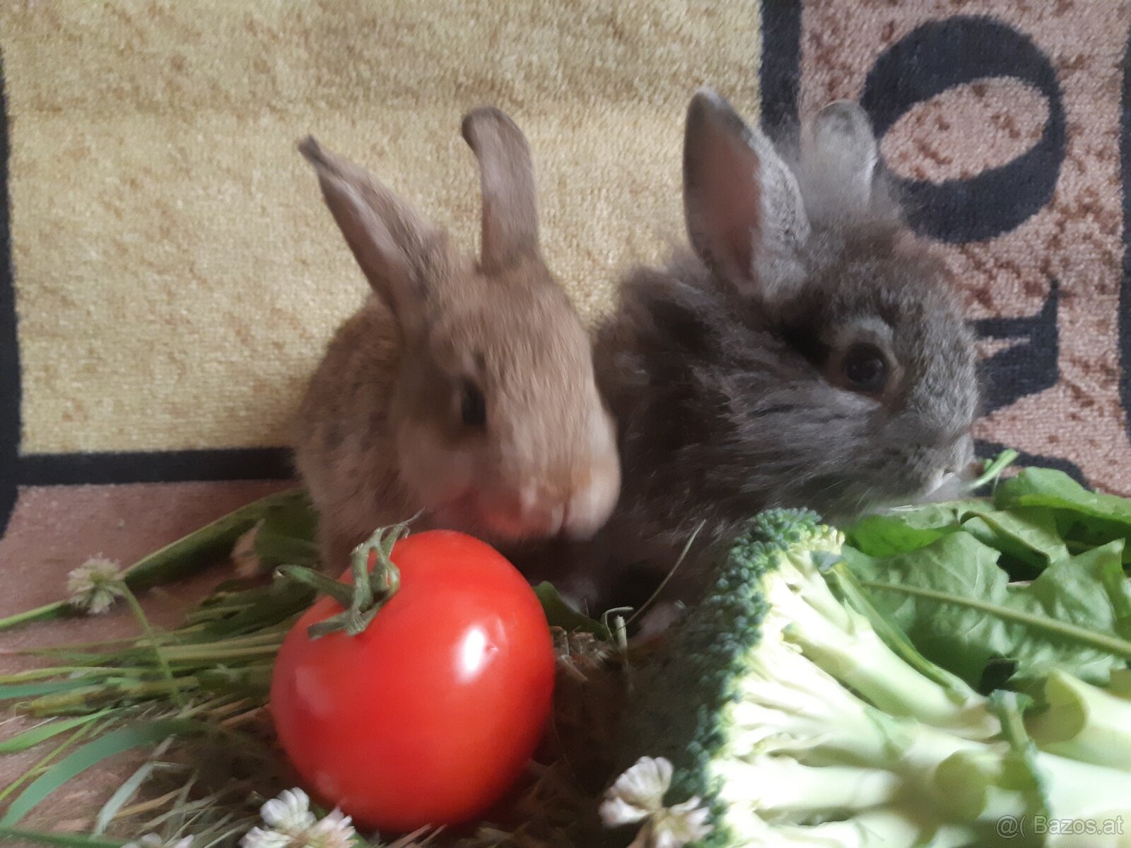 Zwergkaninchen jugendlich zu vergeben - 2