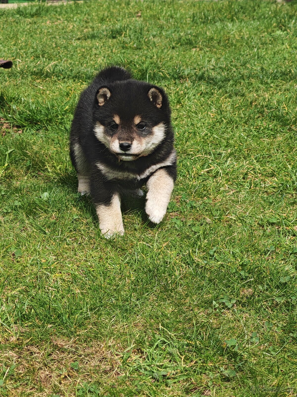 Shiba inu Welpen - 2