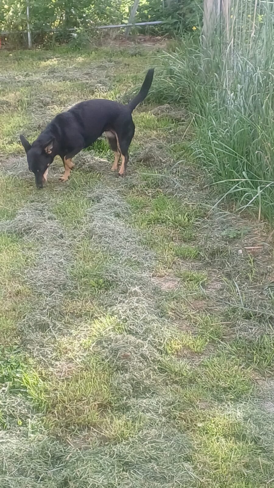 Müssen uns leider von unseren Hund trennen dackel mudi Misc - 2