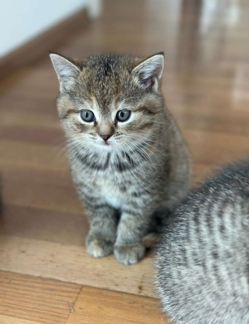 Süße Kätzchen - 2