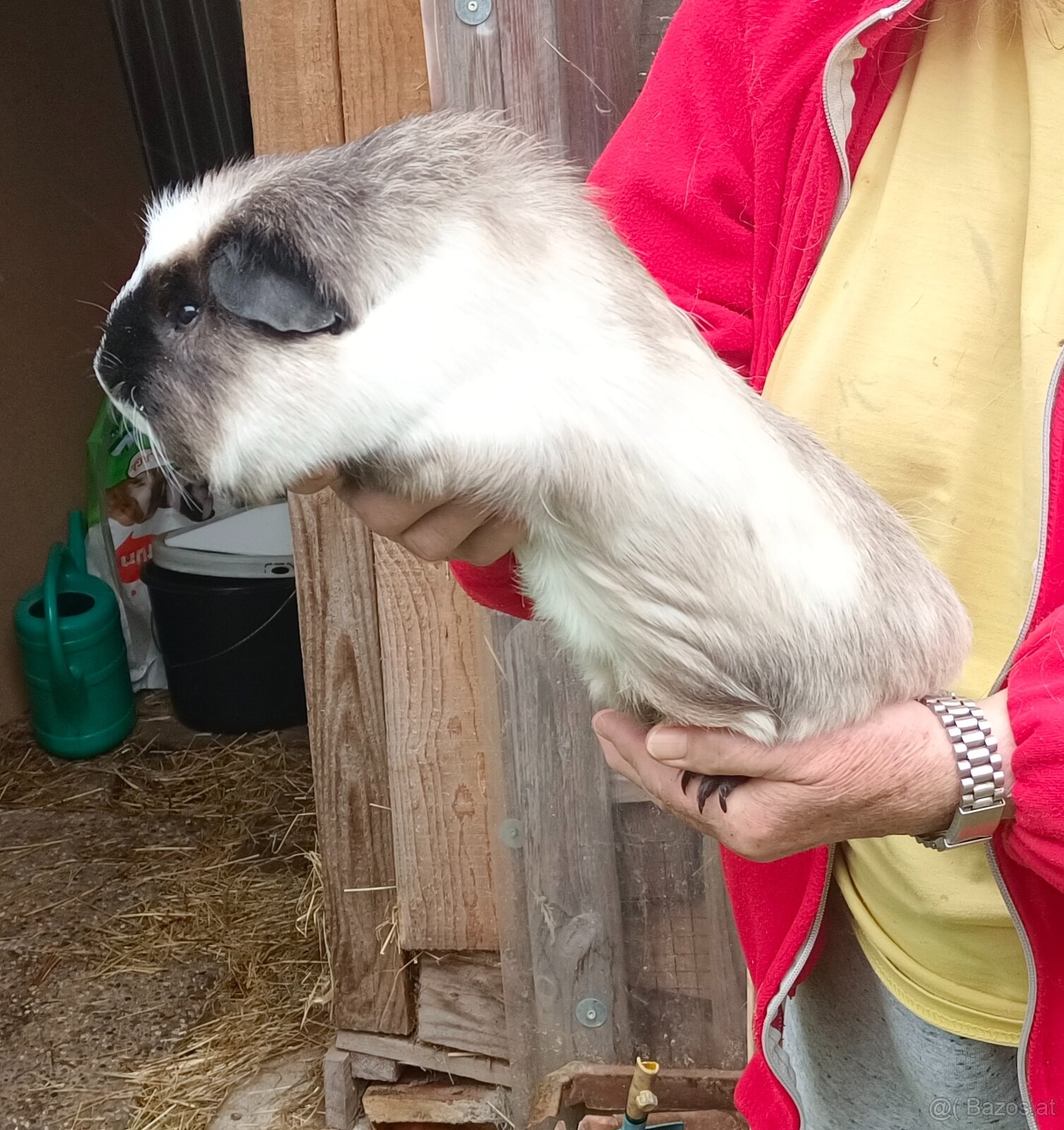 Cuy - Riesenmeerschweinchen - 2