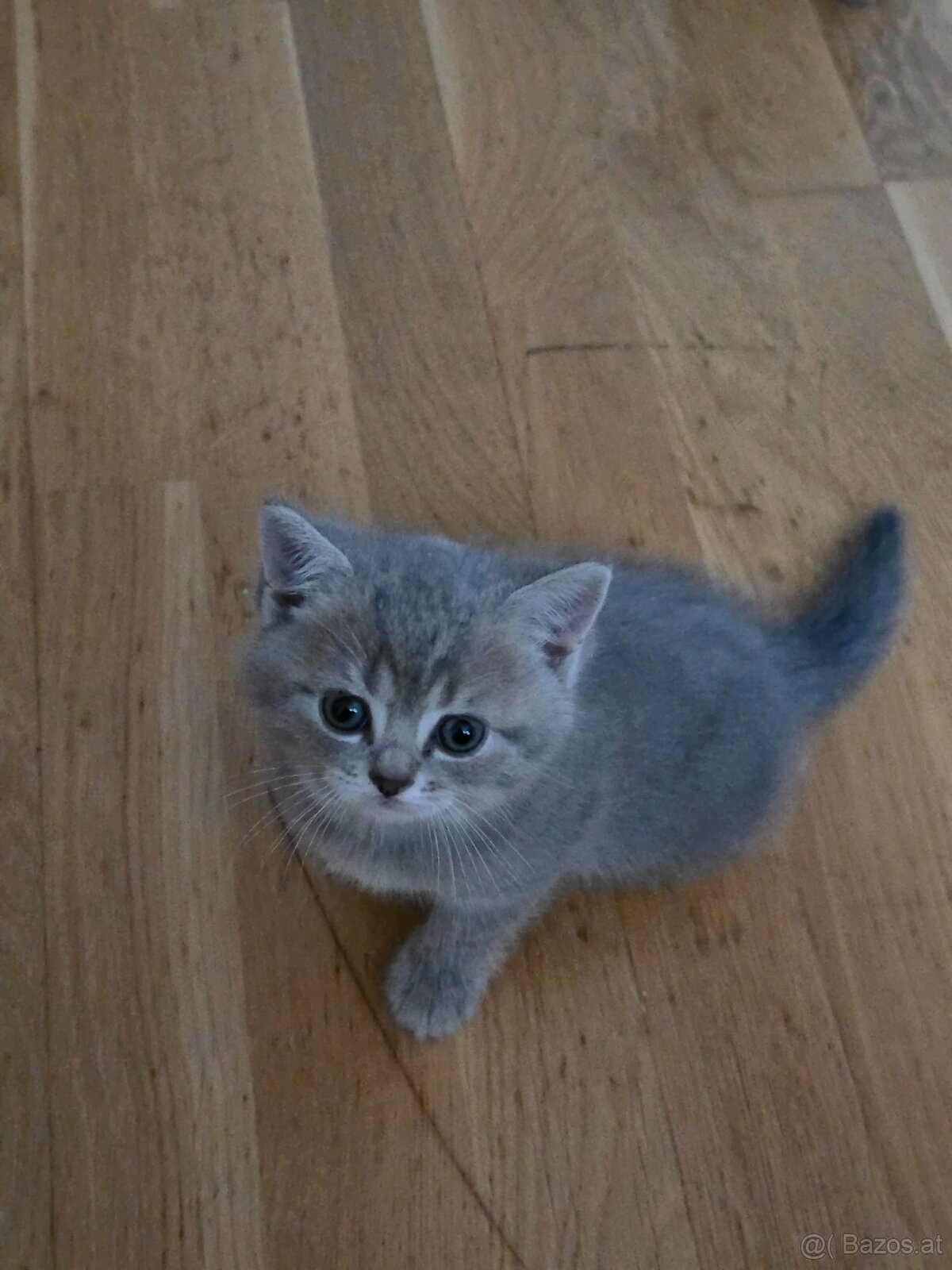 Bkh Kater sucht noch zuhause - 2