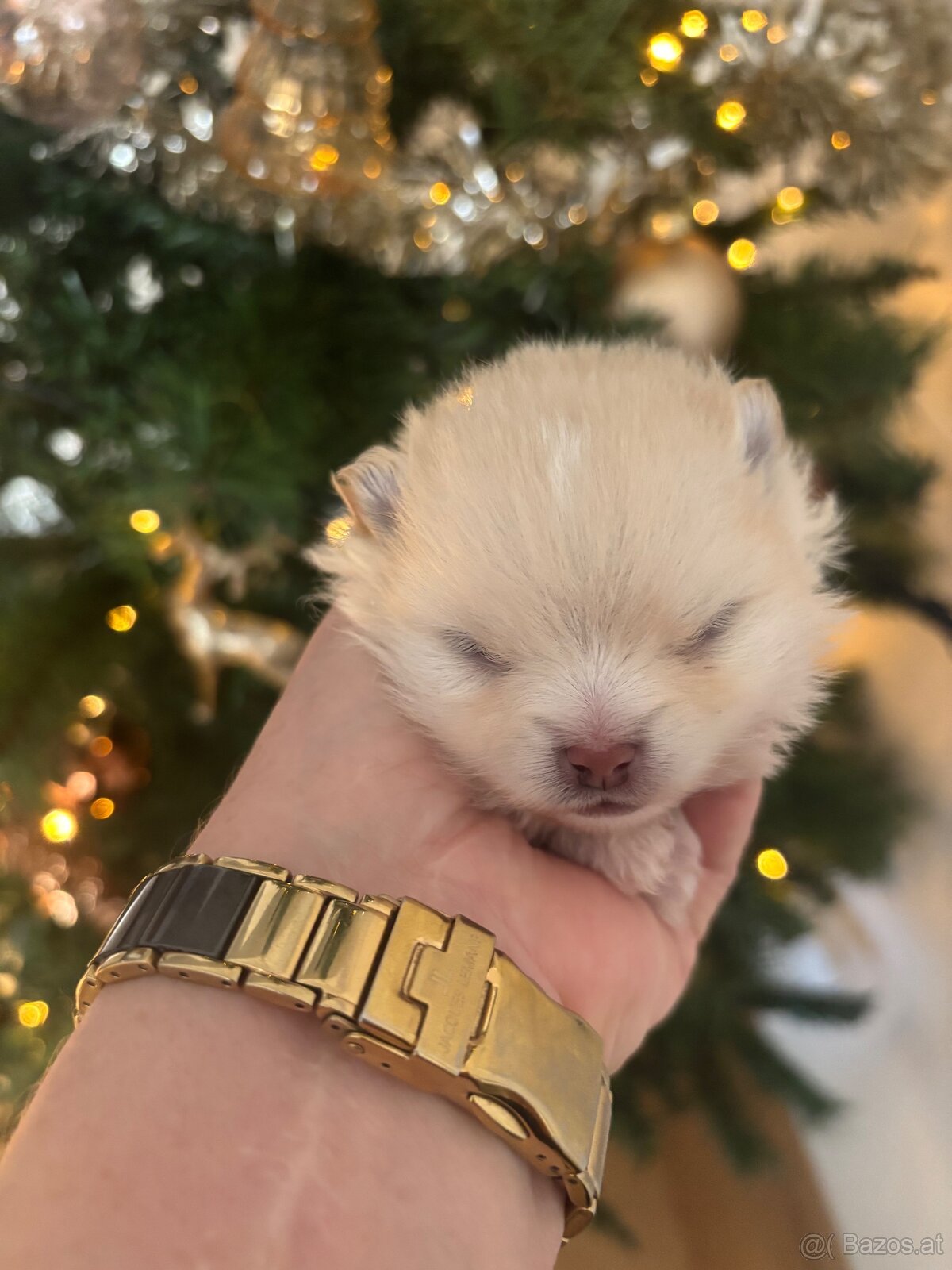 Pomeranian (Zwergspitz Welpen) - 2