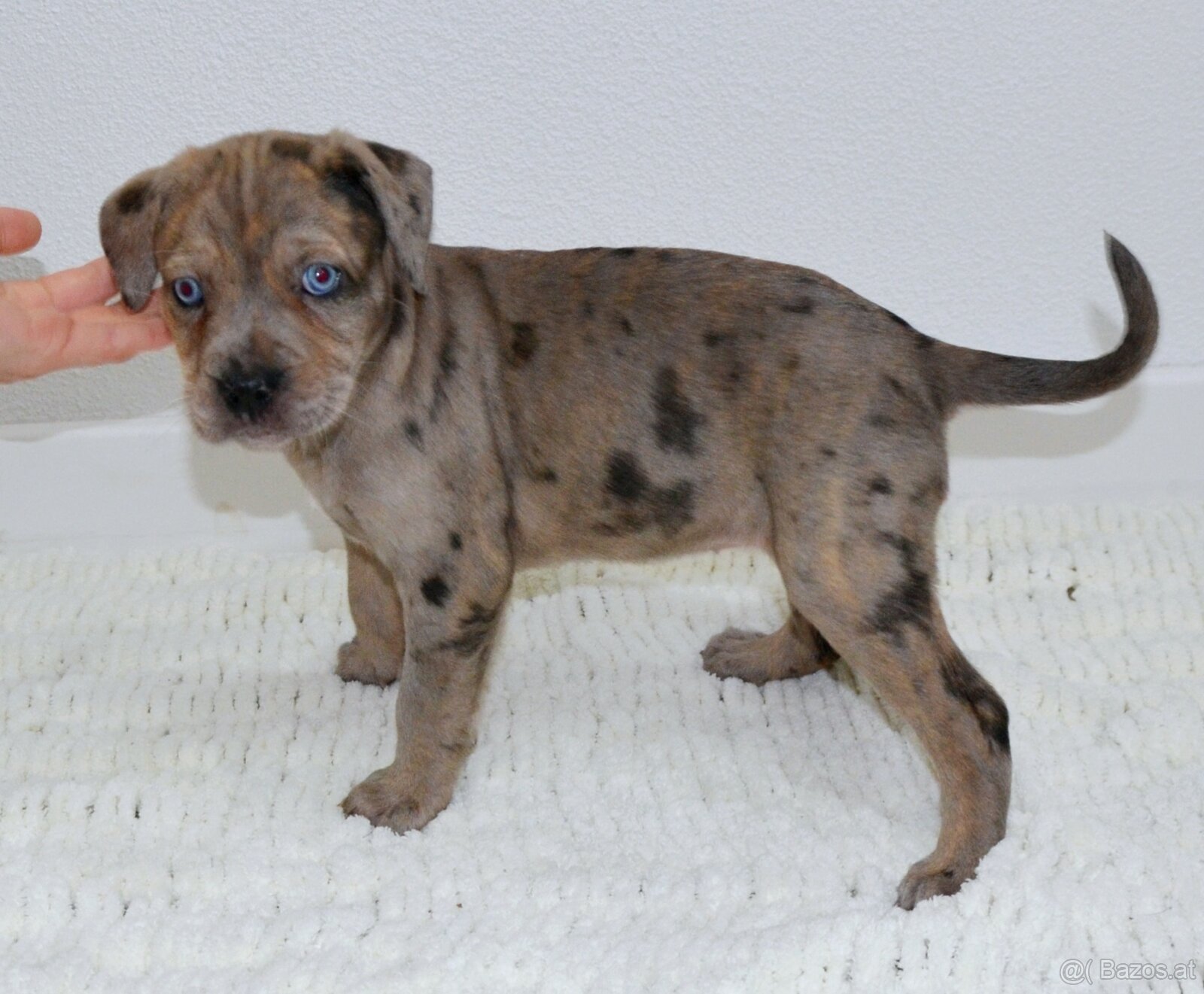 Louisiana Leopard Dog - Catahoula - 2